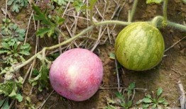 洋光村吃瓜,揭秘乡村里的欢乐时光