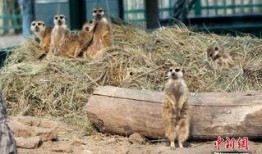 吃瓜狐獴视频,揭秘野生动物的趣味生活