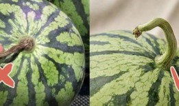 香港最新吃瓜,明星幕后故事大曝光