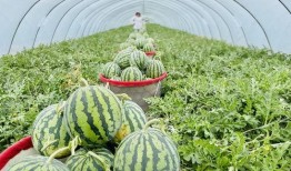 瓜农吃麒麟瓜,揭秘神秘果实的传奇故事