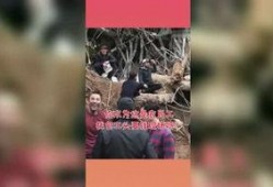 吃瓜星球,揭秘神秘星球的瓜果传奇