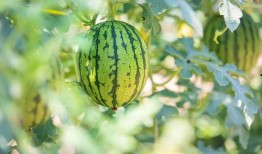 吃瓜发展经过,从网络现象到社会现象的演变历程