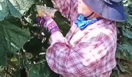 翠花吃瓜后续,揭秘娱乐圈背后的秘密与真相