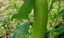 最近大家都在吃瓜,揭秘近期全民吃瓜热潮背后的秘密