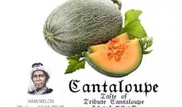 吃瓜号66,带你领略网络世界的趣味与真相