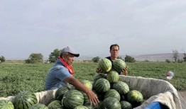 西郊吃瓜,一场别开生面的吃瓜盛宴