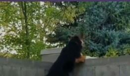 吃瓜群众不分国界吗,跨越国界的趣味观察