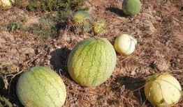 卖西瓜吃烂瓜,揭秘卖西瓜背后的奇妙故事