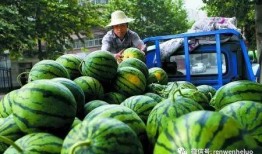 吃瓜卖瓜,吃瓜卖瓜两不误，共享夏日清凉时光