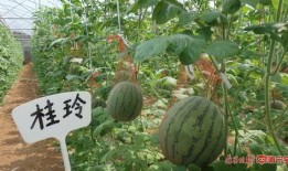 南宁学校有瓜吃,学子共享丰收喜悦”