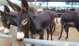 吃瓜少年张小驴,揭秘娱乐圈背后的那些事儿