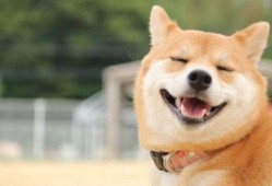 柴犬吃瓜视频推荐,萌态十足，带你领略狗狗的欢乐时光