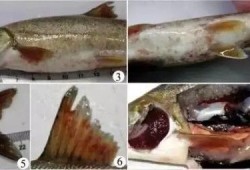 吃瓜的小锦鲤,揭秘娱乐圈幕后故事