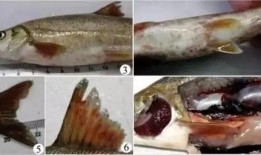 吃瓜的小锦鲤,揭秘娱乐圈幕后故事