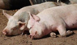 猪吃羊角瓜视频