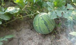 美妆圈品牌吃瓜,品牌间的“吃瓜”大战，谁才是真正的赢家？