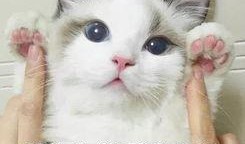 猫 吃瓜 表情包,萌态百出，笑料横生