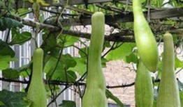 吃绿色瓜长肉吗,吃绿色瓜真的会长肉吗？”