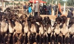 吃瓜群众的首领,网络舆论场上的风云人物