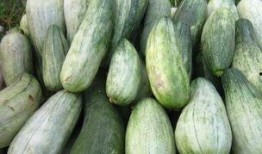 日本酥瓜怎么吃,日本酥瓜的多重美味吃法揭秘