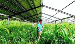 巨鹿县吃瓜,瓜香四溢，品味民俗风情