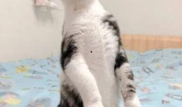 猫吃瓜视频,喵星人与瓜果乐园的欢乐时光