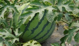 实时吃瓜网,揭秘娱乐圈最新热点，带你畅游八卦海洋