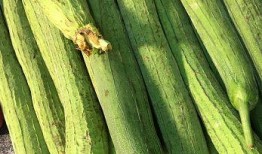 根瓜怎么调着吃,解锁健康美味新食尚