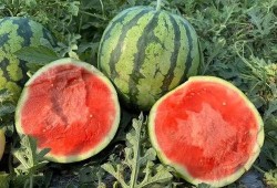 吃西瓜出来的瓜,一场甜蜜的瓜果盛宴