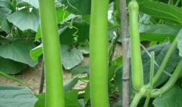 花鹅吃瓜,趣味横生的田园生活趣事