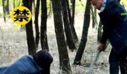 老王吃瓜缅北,揭秘缅北风云背后的故事