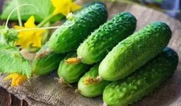 夏天吃一瓜,一瓜解千愁