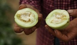 接庄吃瓜,揭秘网络社交新潮流