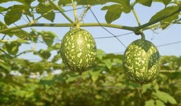 吊瓜怎么吃呀,吊瓜美味食法大揭秘