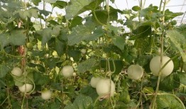 石狮凤凰城吃瓜,一场别开生面的“吃瓜”盛宴