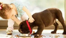 北京瘫痪狗吃瓜