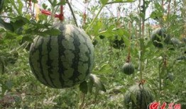 来风吃瓜,揭秘娱乐圈幕后故事