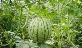 桥西区吃瓜,吃瓜群众的热闹日常