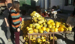 瓜州吃哈密瓜的地方,探寻哈密瓜的甜蜜之源