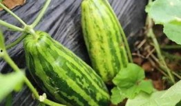 吃蜜不吃瓜意思