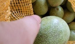 青皮瓜孕妇可以吃吗,安全与营养两不误