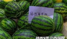 泉州幼儿师范吃瓜,揭秘背后的校园生活点滴