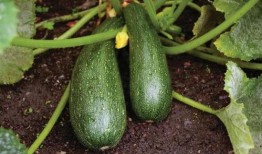 网上吃瓜被抓,小心被法律“瓜分”