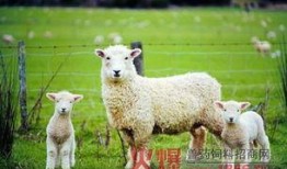 小羊798吃瓜,小羊798的瓜田奇遇记