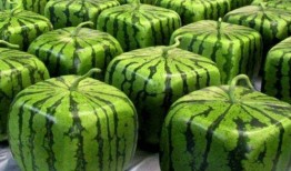 还是人口普查 吃瓜,吃瓜群众的生活变迁