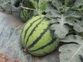 秋天吃西瓜麒麟瓜,麒麟瓜的甜蜜邂逅