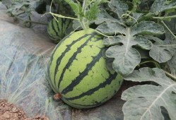 秋天吃西瓜麒麟瓜,麒麟瓜的甜蜜邂逅