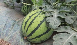 秋天吃西瓜麒麟瓜,麒麟瓜的甜蜜邂逅