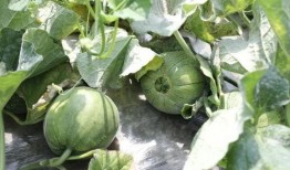 梦中在树上摘瓜吃,树上摘瓜的奇幻之旅