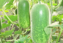 瓜吃够了的图片,尽享美味时光